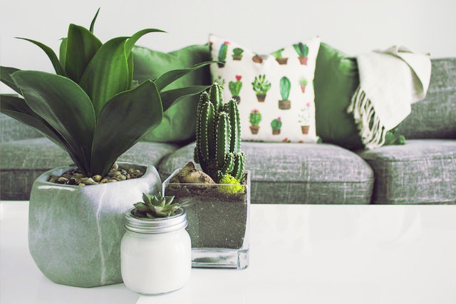 ソファベッドと観葉植物