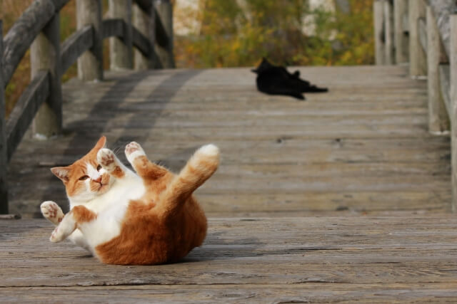 転がる猫
