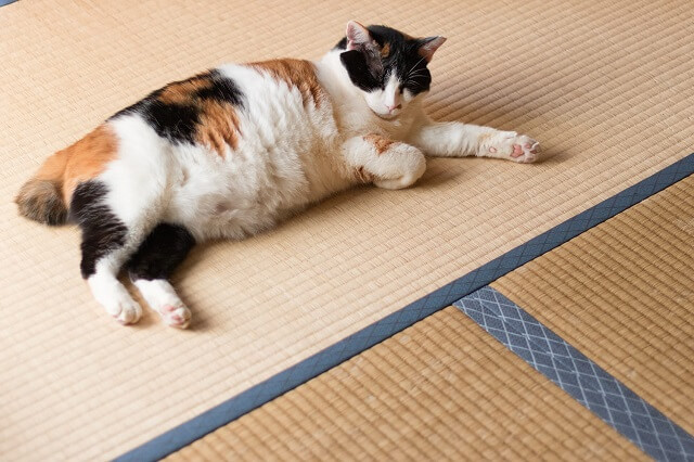 畳に猫