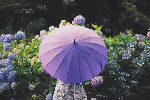 あじさいと傘を持つ女性